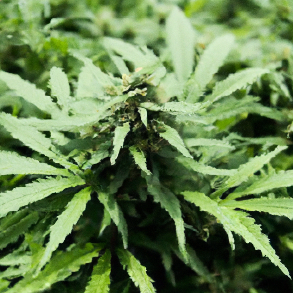 Eco-Holistic Approach to Organic Cannabis Growing