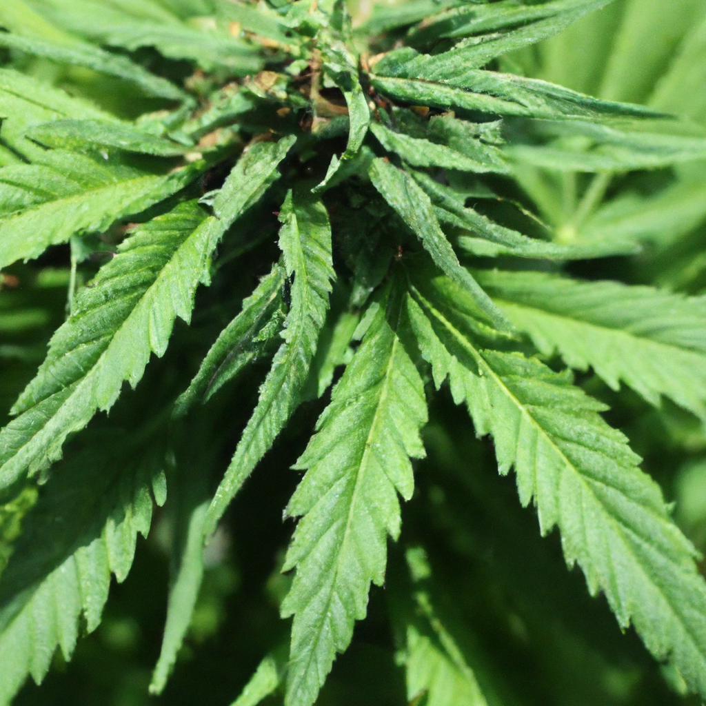 Thriving Organically: Optimizing Cannabis Cultivation