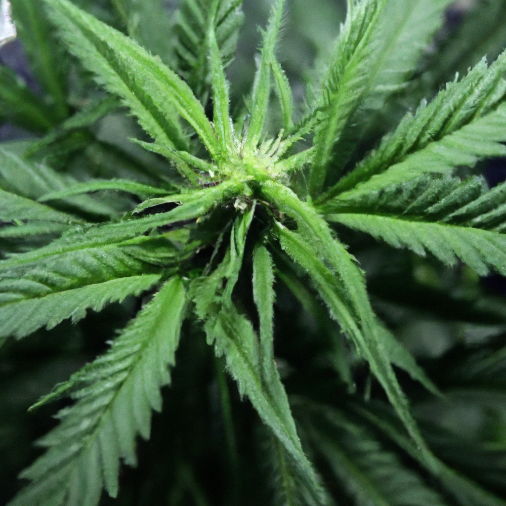 Secrets to Simplifying Cannabis Growth: Low-Stress Training