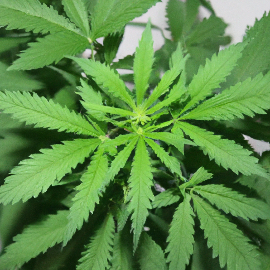 Harvesting Nature: Organic Cannabis Cultivation Best Practices