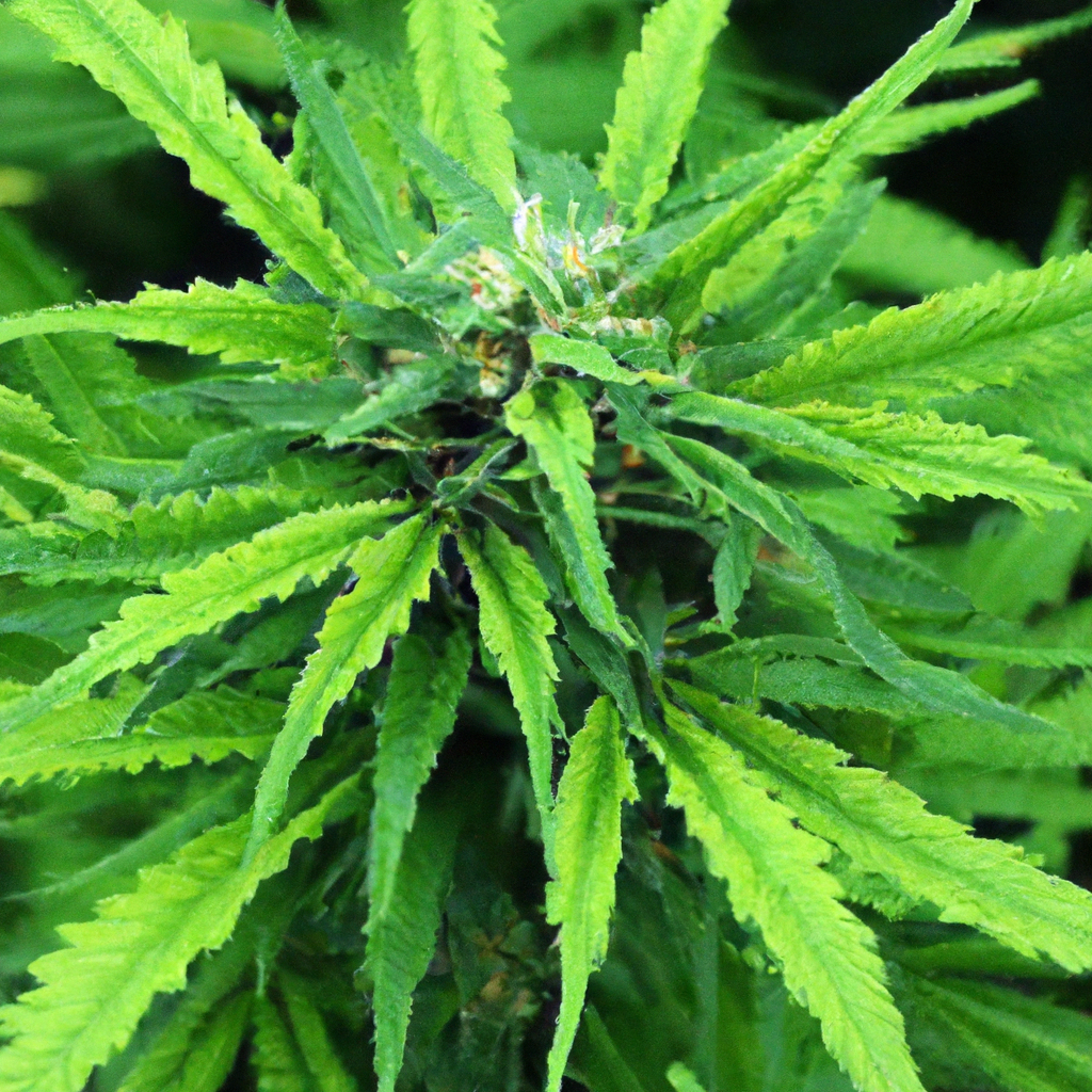 Organic Cannabis: Achieving Green and Clean Growth