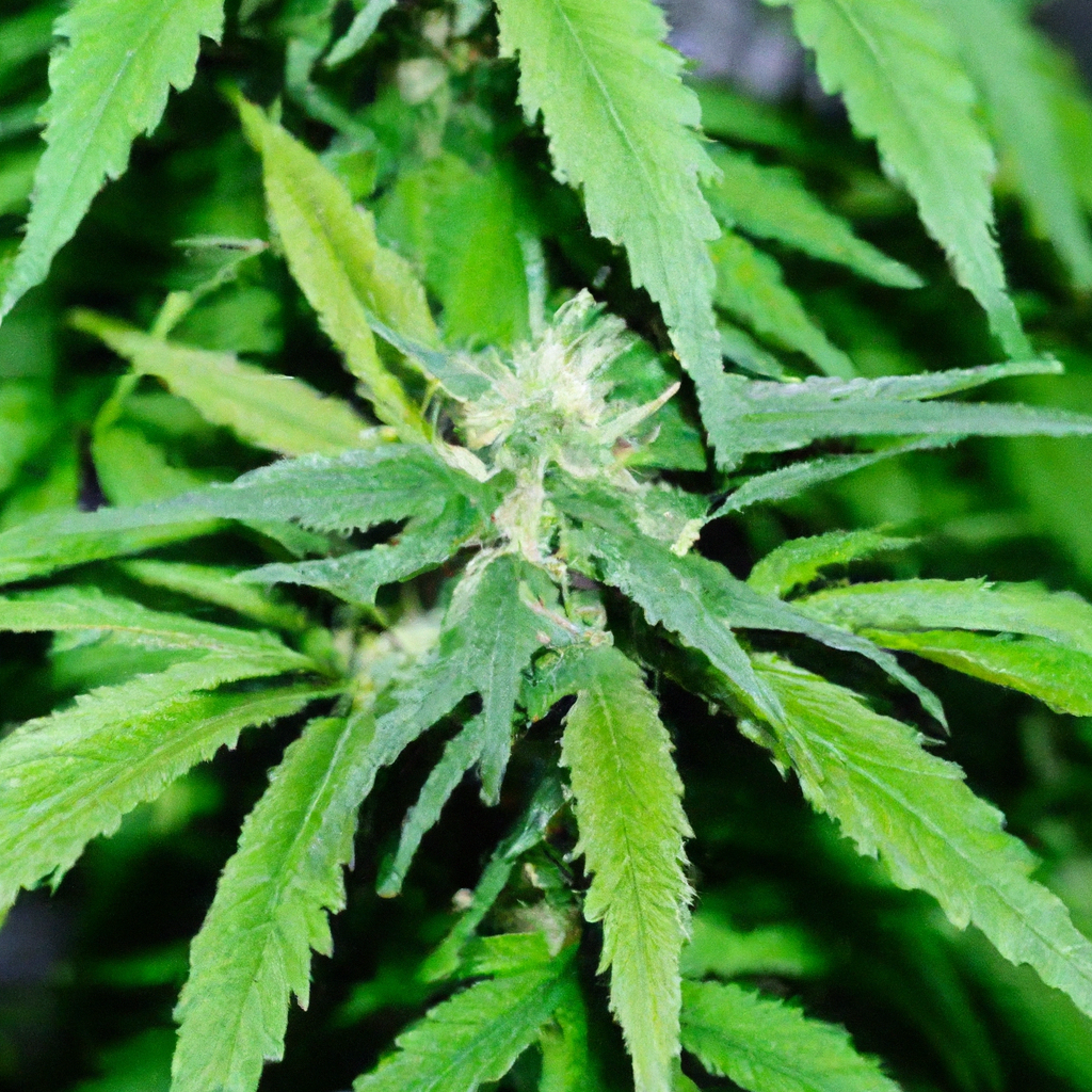 Secrets to Successful Cannabis Greenhouse Techniques