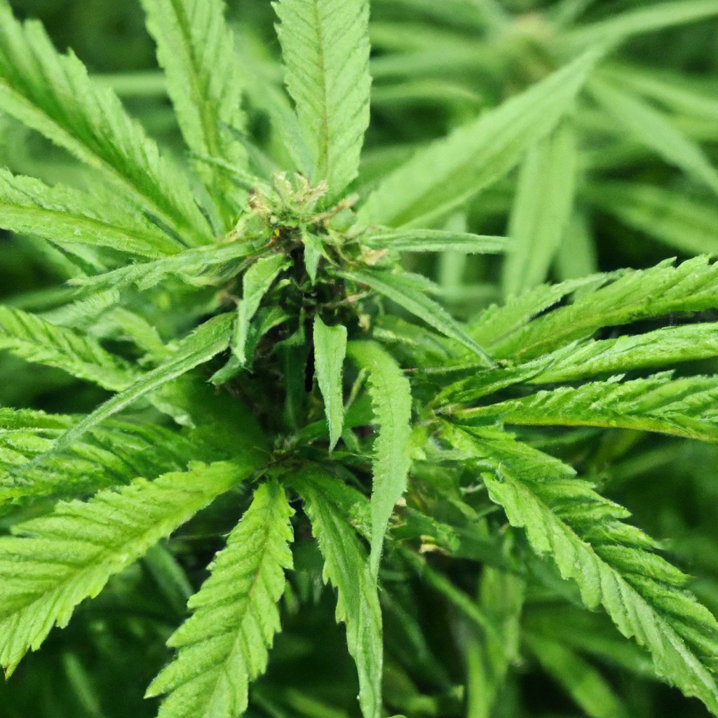 Embracing Organic Practices in Cannabis Cultivation