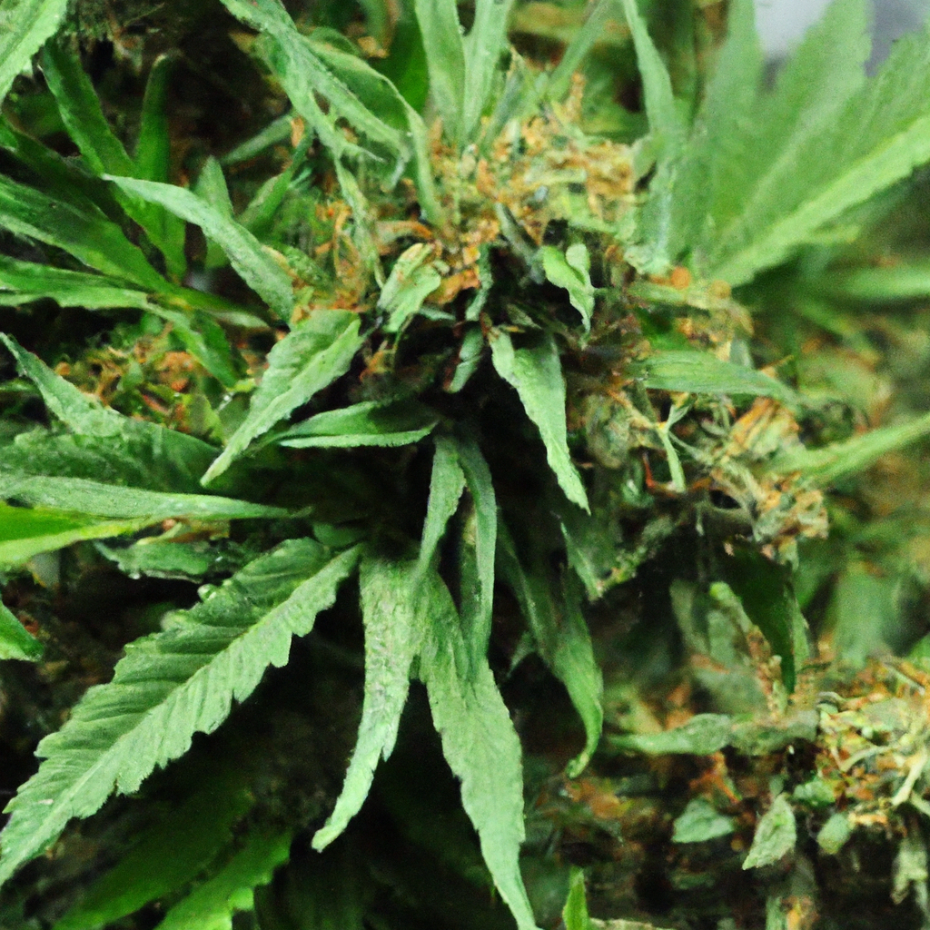 Mastering Organic Cannabis Cultivation: Best Practices for a Greener Grow