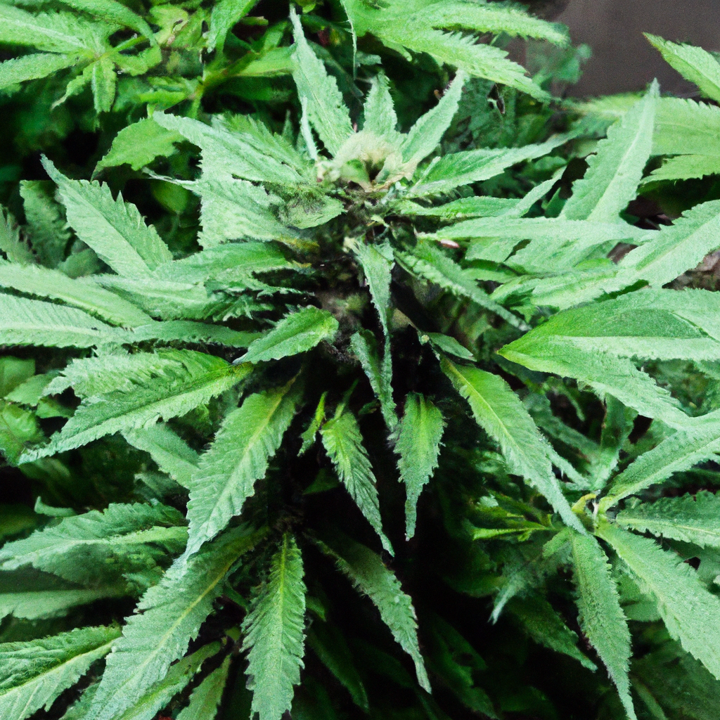 The Art of Mindful Cannabis Cultivation: Best Practices and Challenges