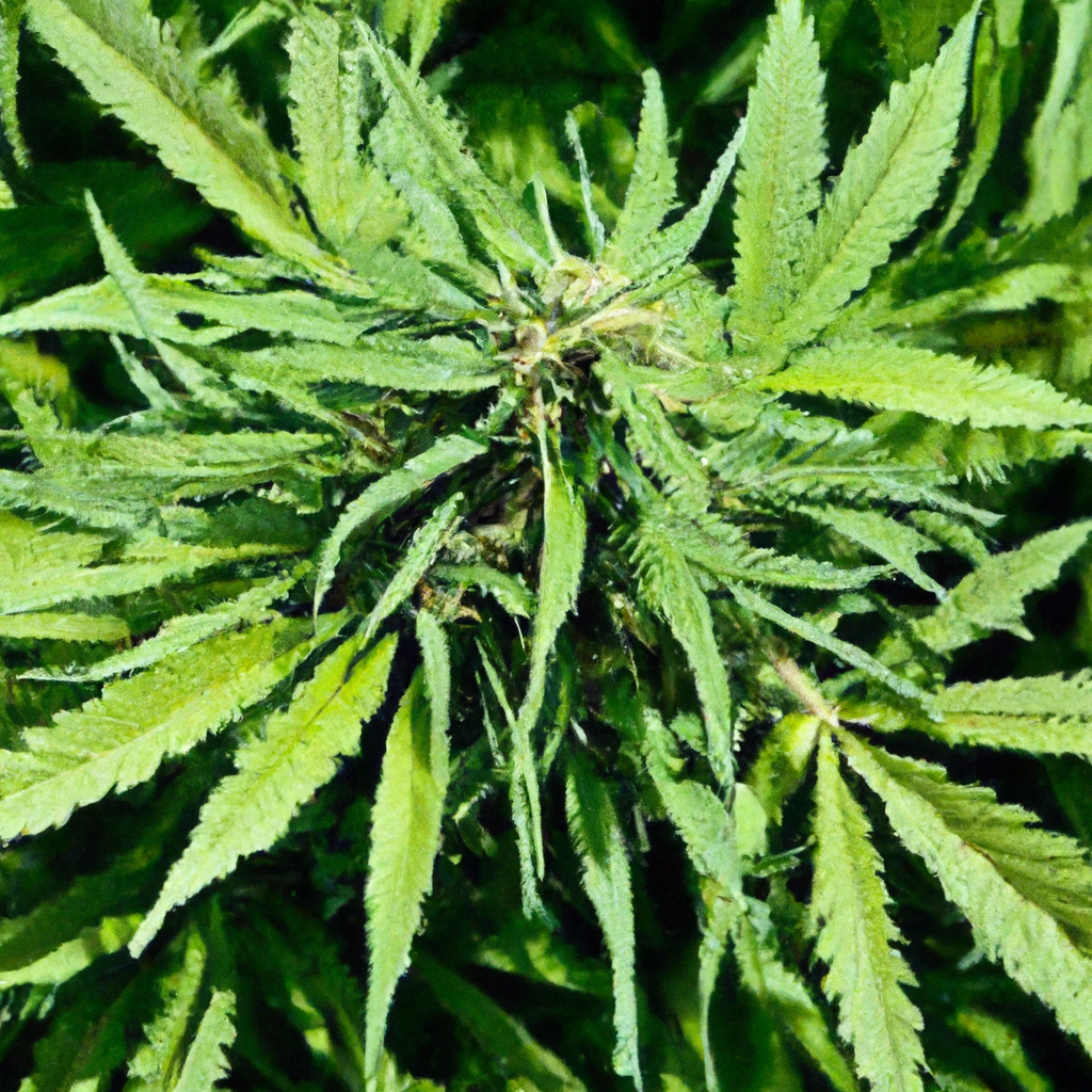 Cannabis Terroir: Unveiling Nature’s Influence