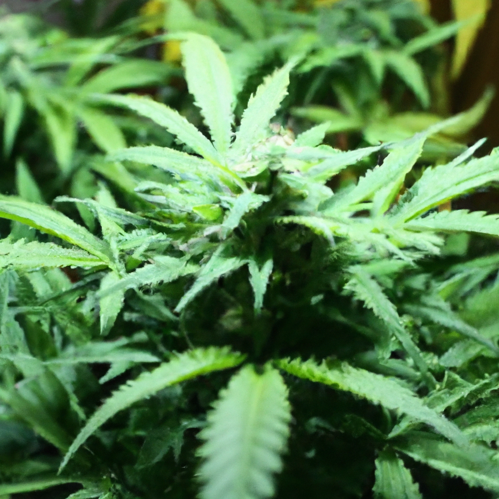 Secrets to Consistent Cannabis Cultivation Success
