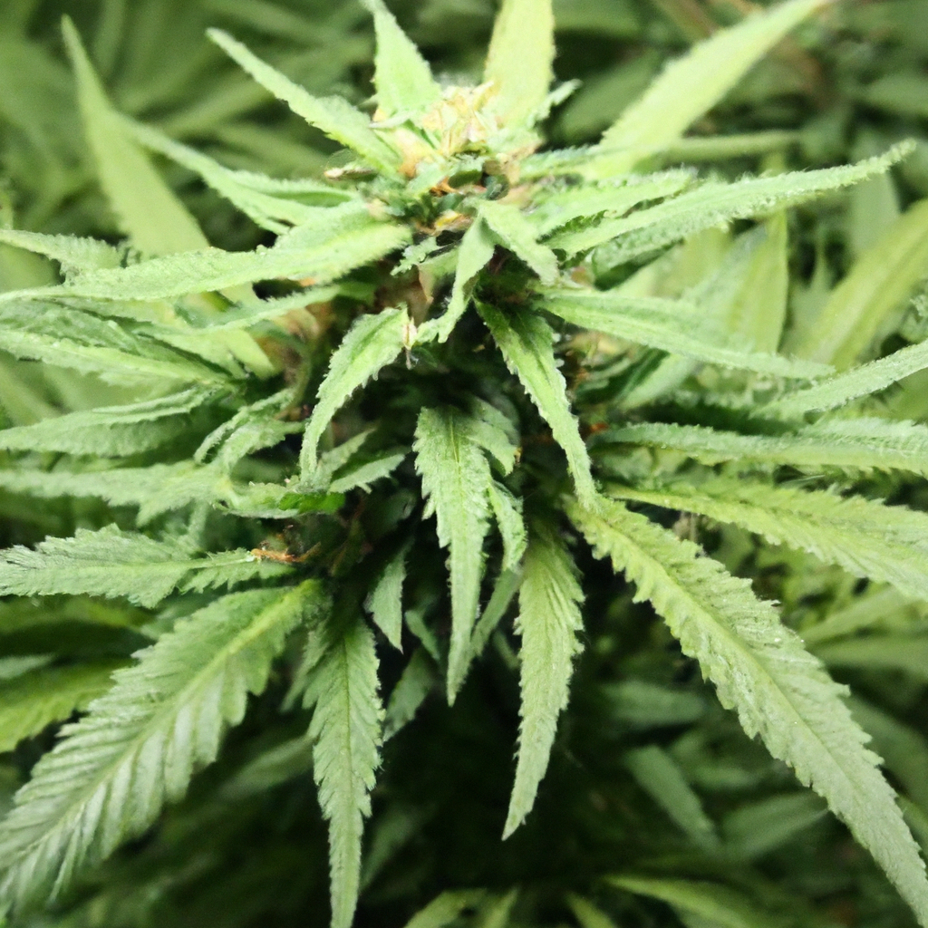 The Blossoming World of Artisan Cannabis Cultivation