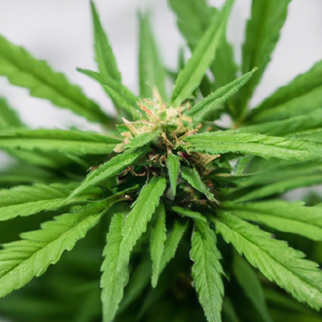 The Science of Cannabis Antioxidants