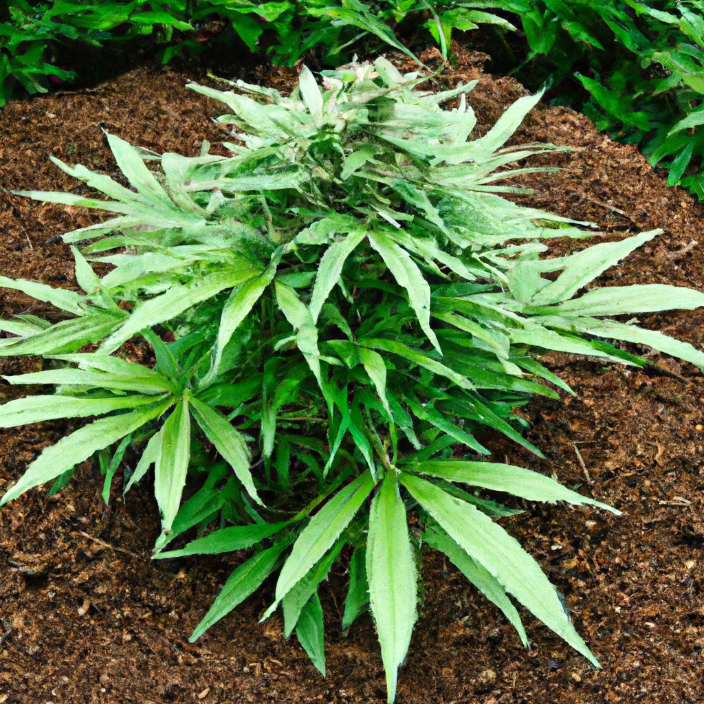 The Surprising Role of Cannabis in Soil Health