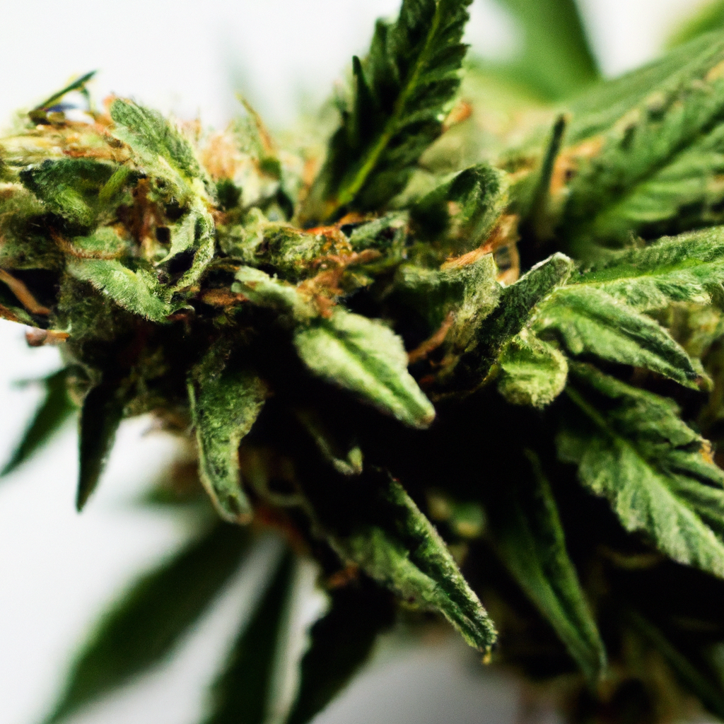 Unexpected Insights into Cannabis: Exploring Unique Health Benefits