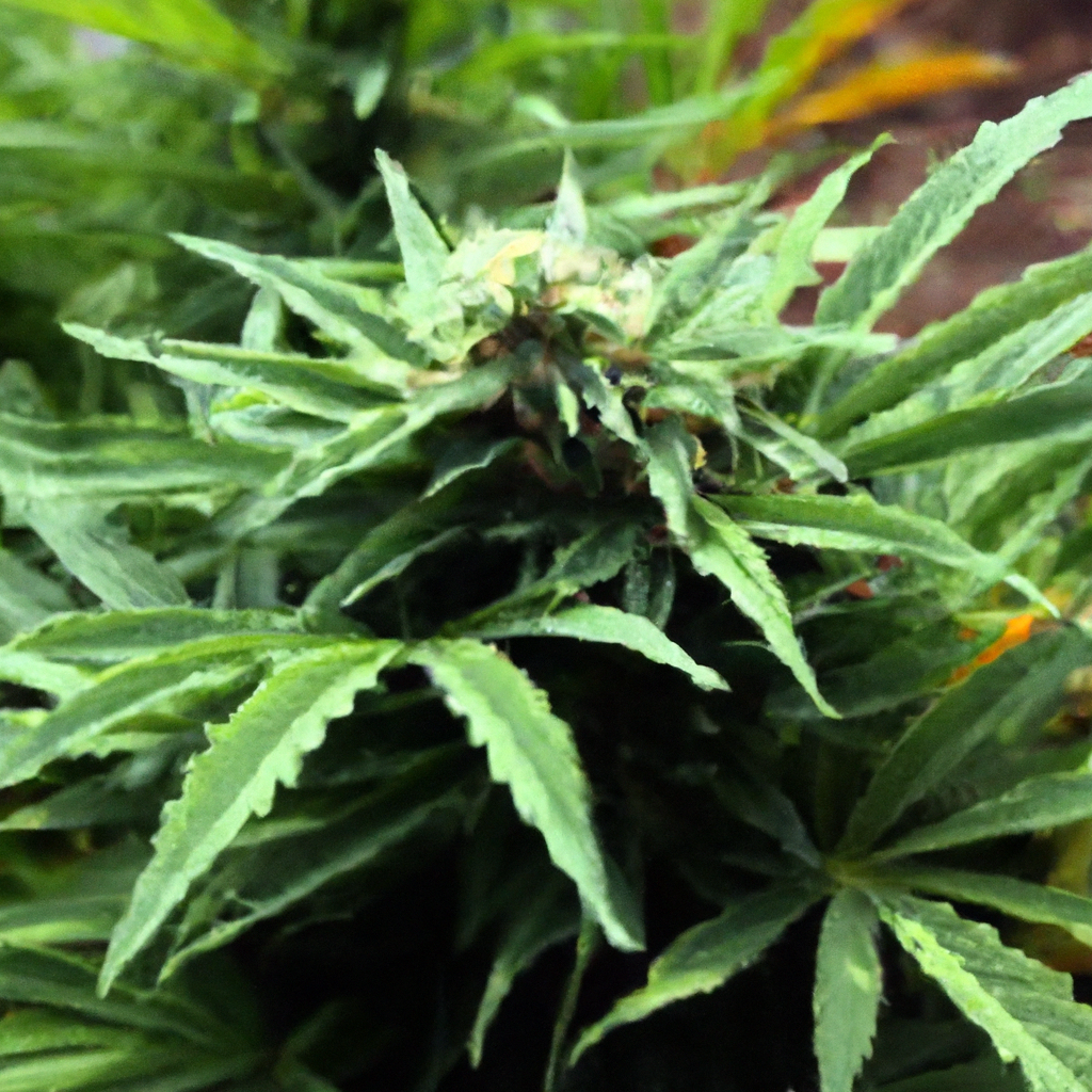 Keys to Organic Cannabis Success