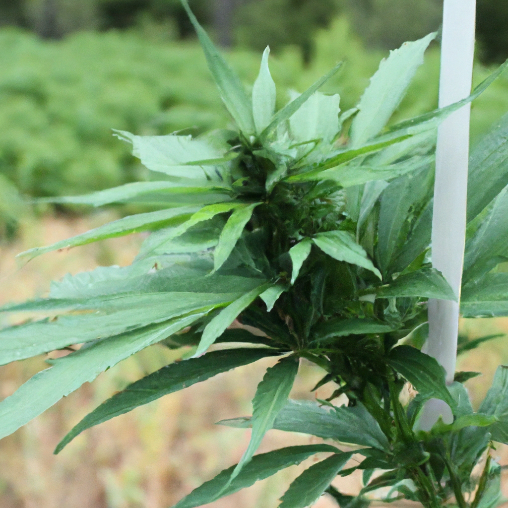 Natural Techniques for Optimal Organic Cannabis Care