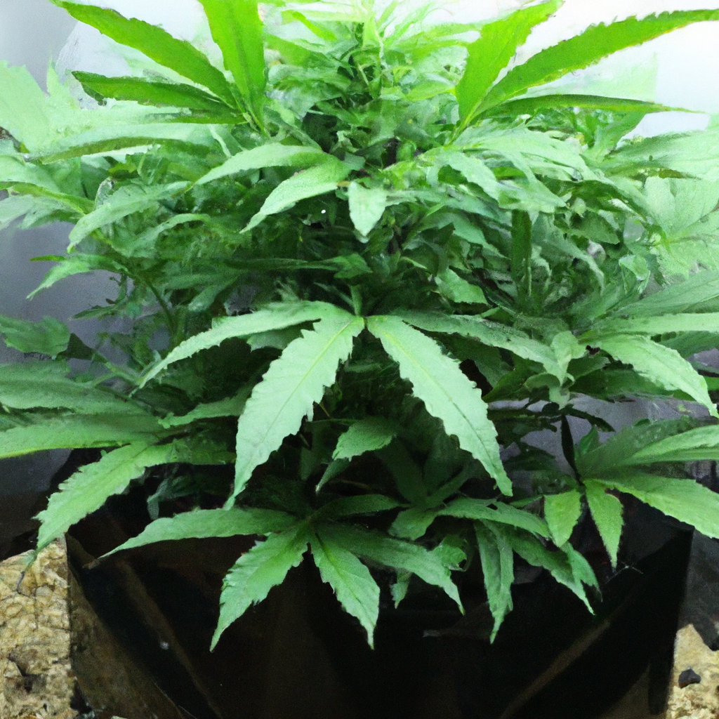 Mastering Cannabis Cultivation: Exploring Root Zone Aeration