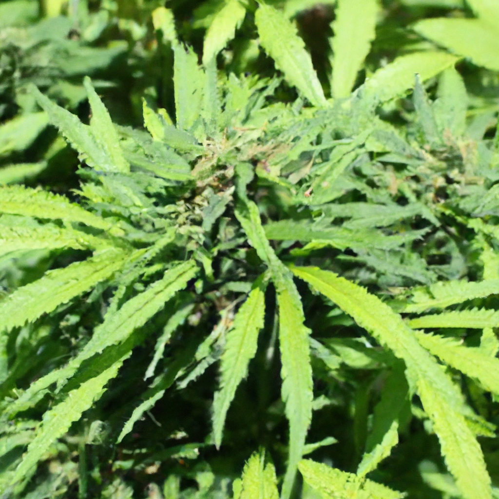 Mastering Organic Cannabis: Eco-Conscious Cultivation