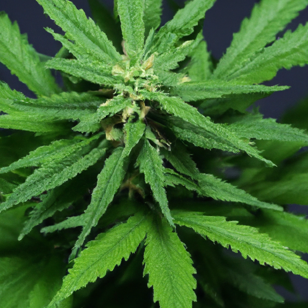 Unlocking Cannabis Growth: Balancing Nutrients and Light