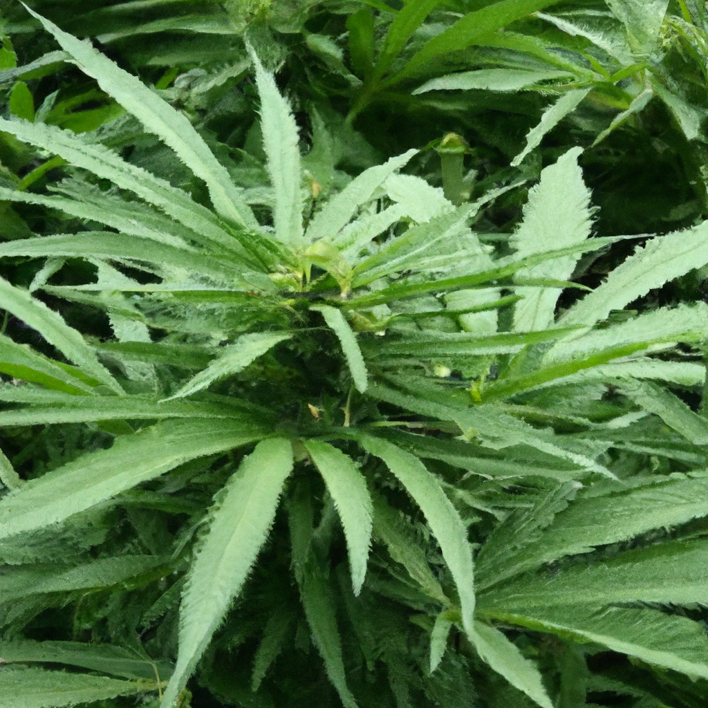 Sustainable Organic Cannabis Tips