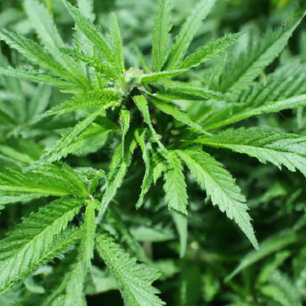 The Green Way: Organic Cannabis Cultivation Techniques