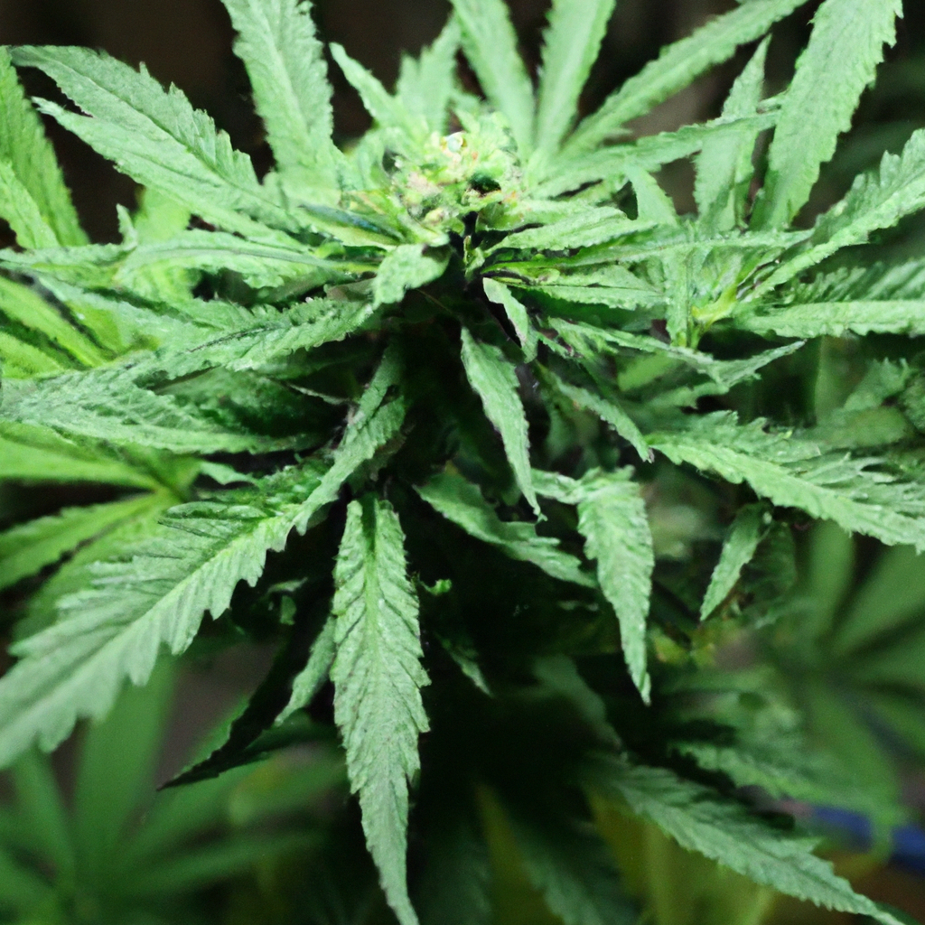 The Art of Cannabis Companion Planting