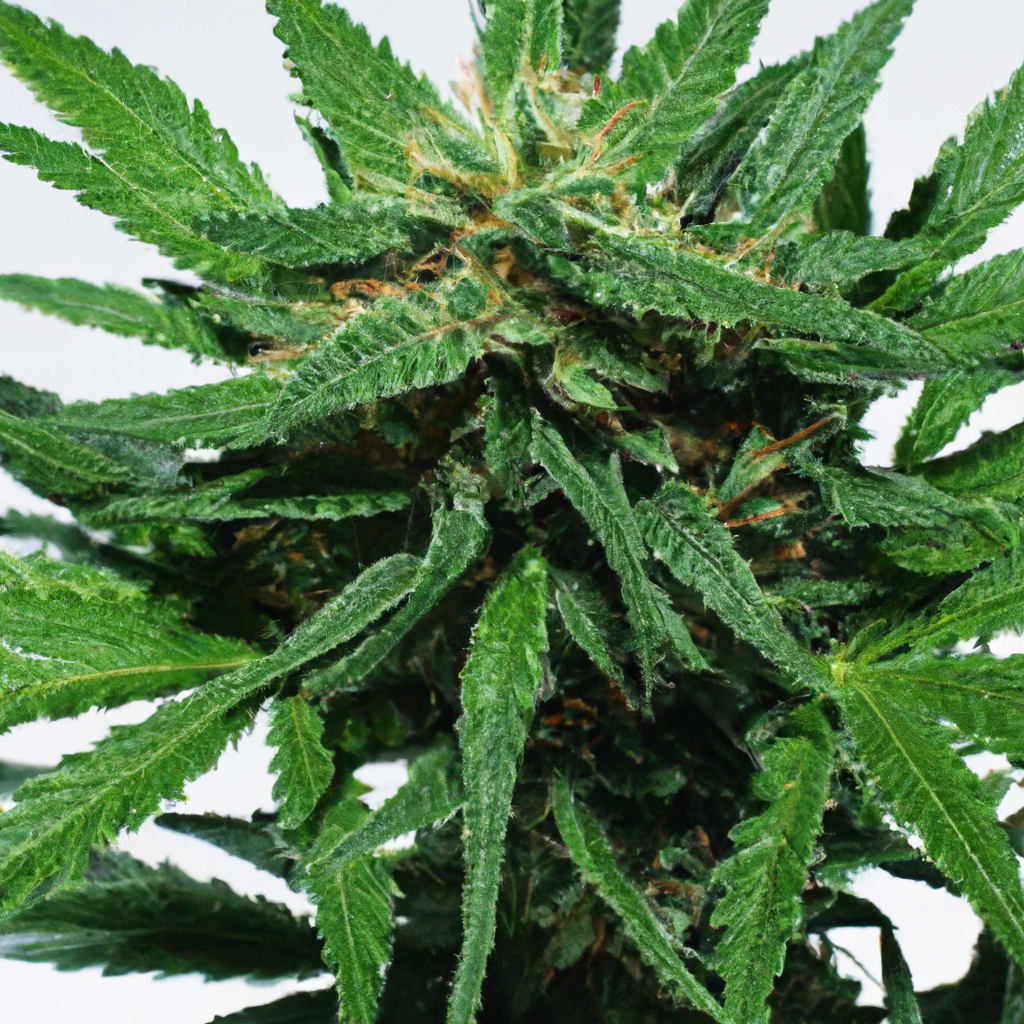 Efficient Cannabis Cultivation: Mastering Genetic Selection