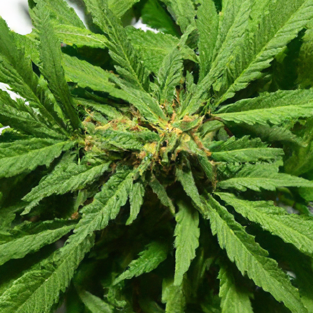 The Science of Cannabis Potency: What Determines Strength?
