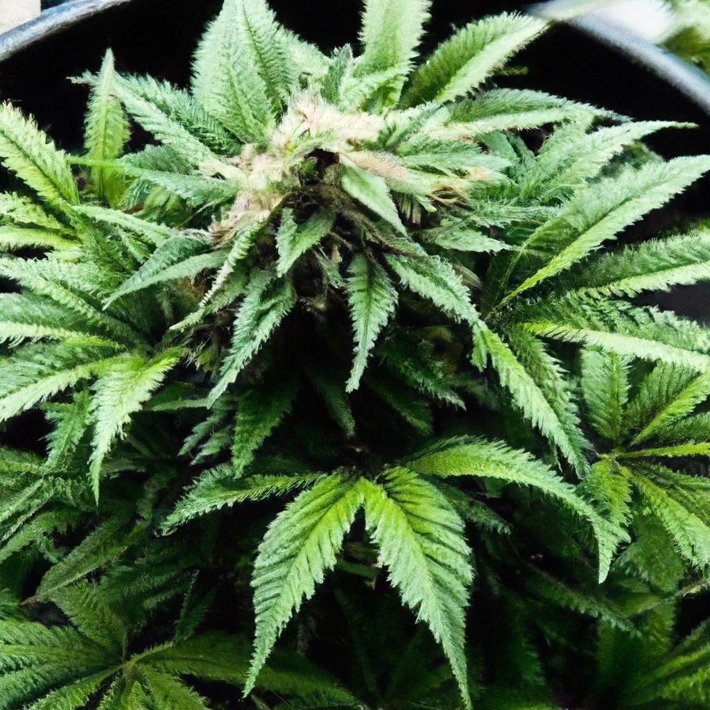 Unlocking Cannabis Success: Effective Container Gardening