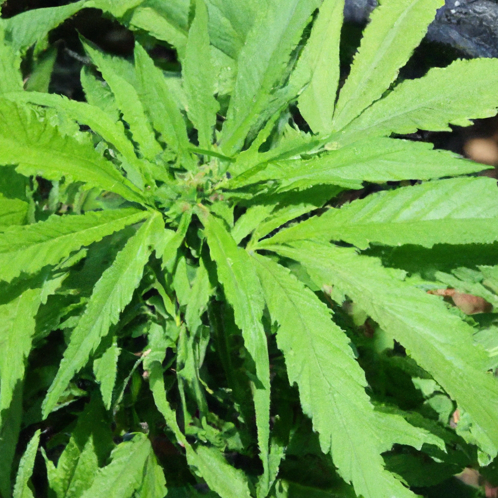 Cultivating Organic Cannabis: Embrace Natural Fertilizers and Pest Control