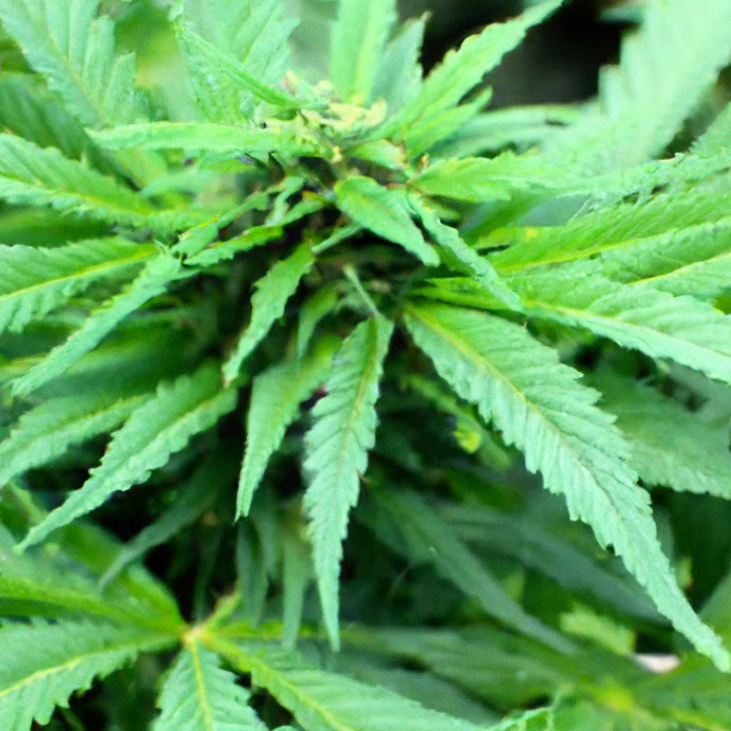 Building Better Buds: Organic Cannabis Tips