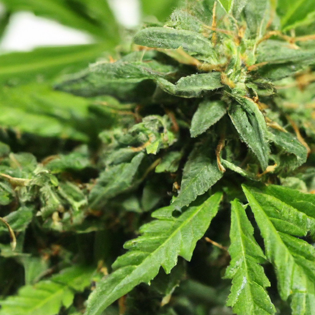Mastering Cannabis Growth: Silica Supplementation Techniques