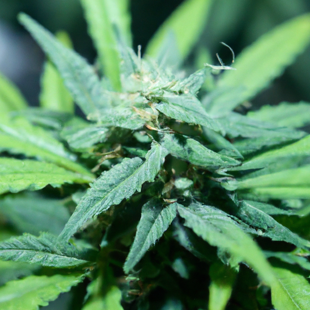 Elevate Your Cannabis Cultivation: Effective Nutrient Management