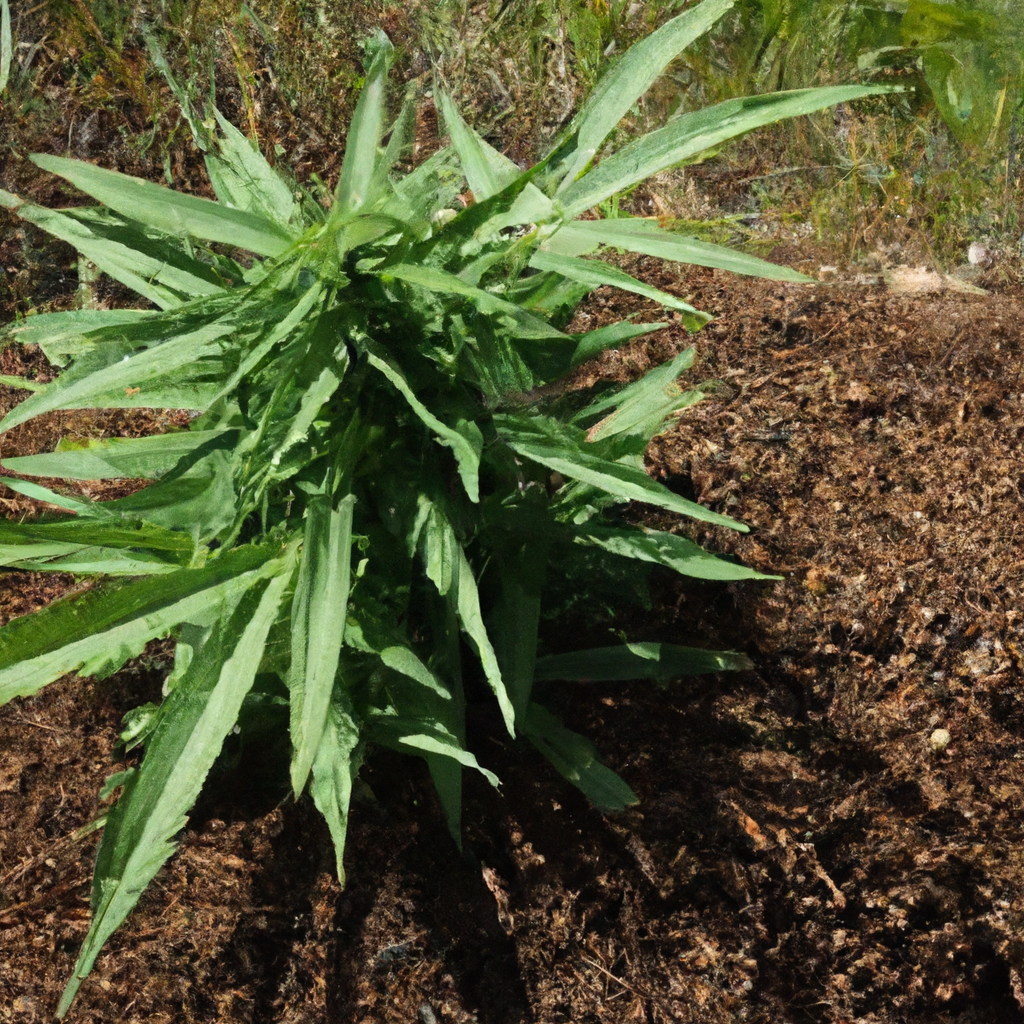 Blueprint for Organic Cannabis Success