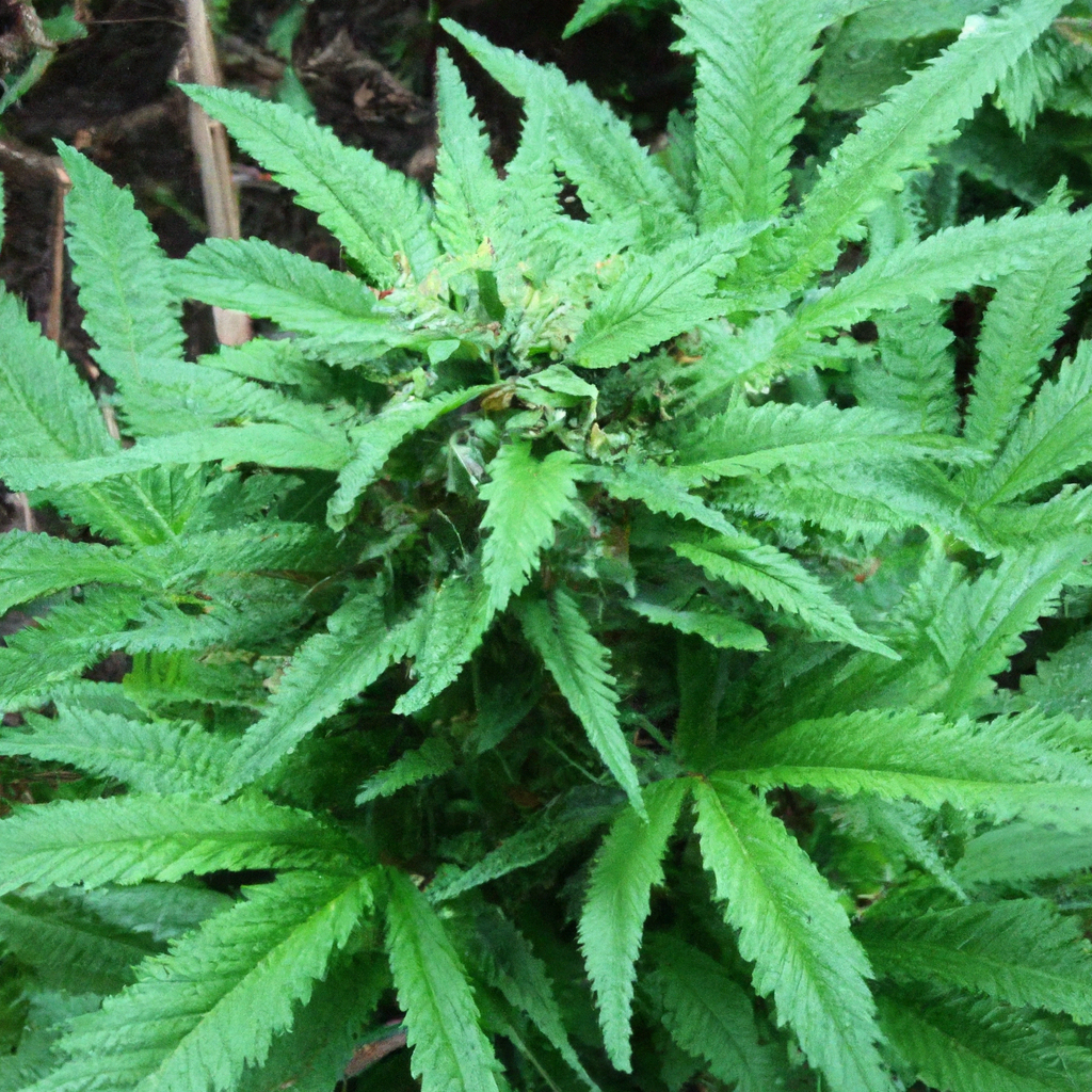 Organic Cannabis: Cultivate Naturally for Healthier Harvests