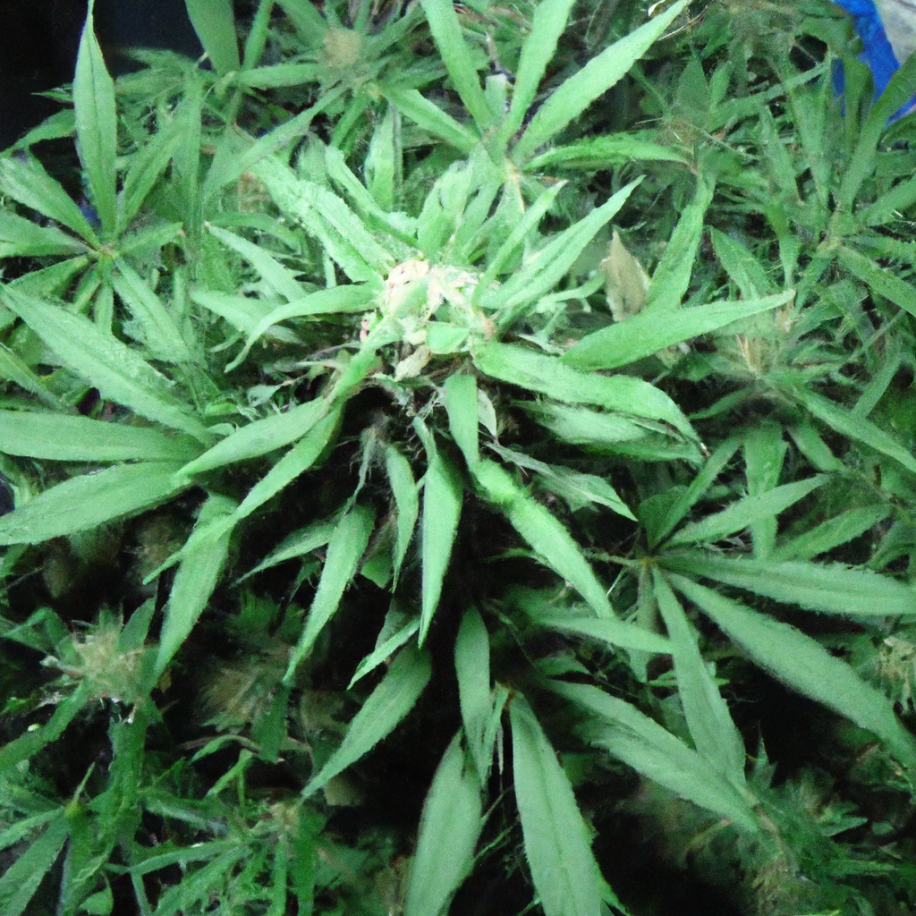 Mastering Cannabis Cultivation: Overcoming Wind Burn