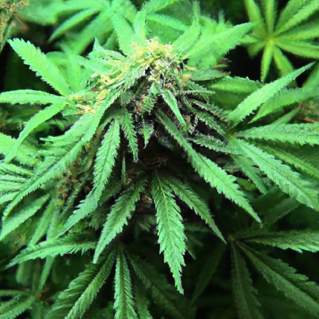Mastering Organic Cannabis: Building a Sustainable Soil Ecosystem