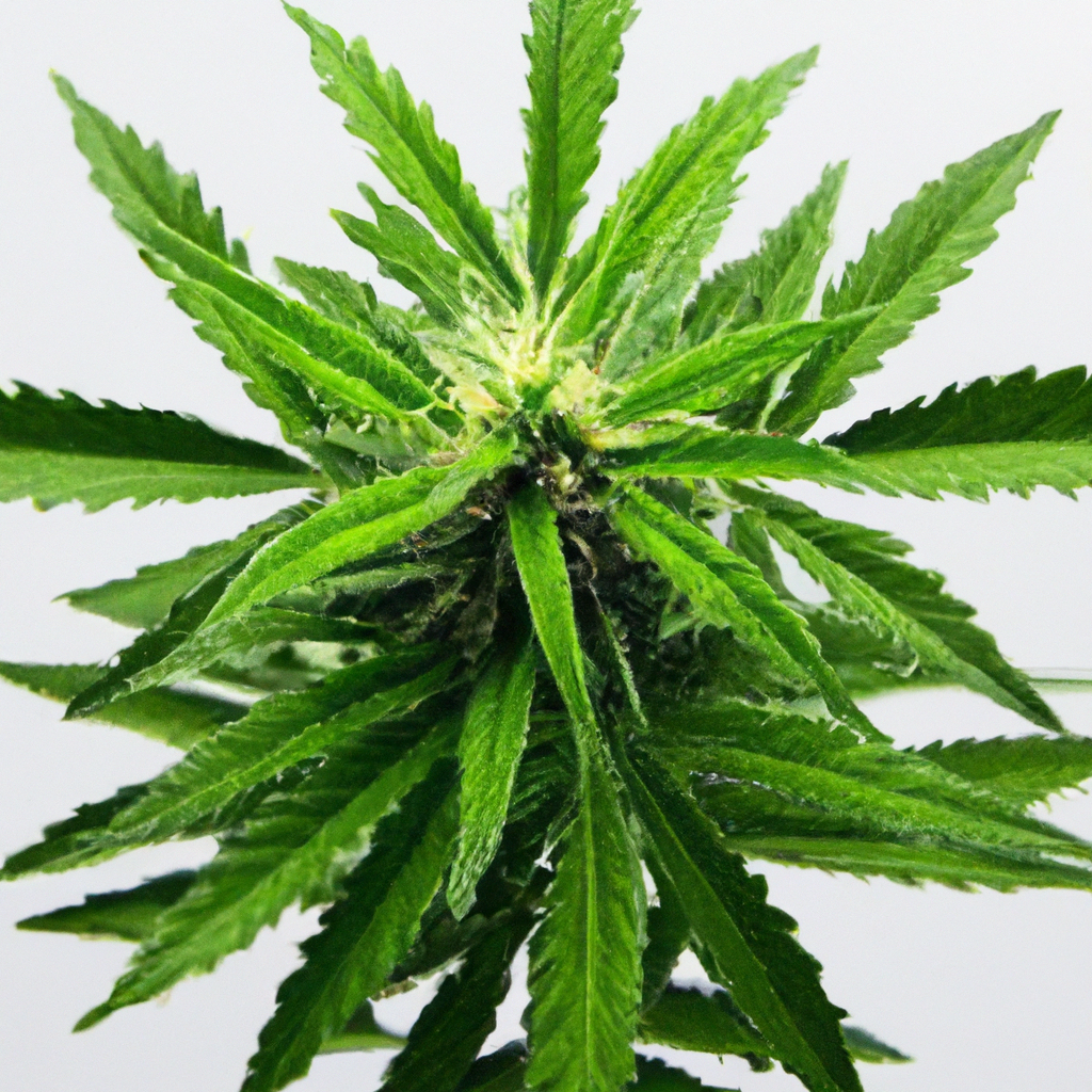 Cannabis and Indoor Air Quality: A Vital Connection