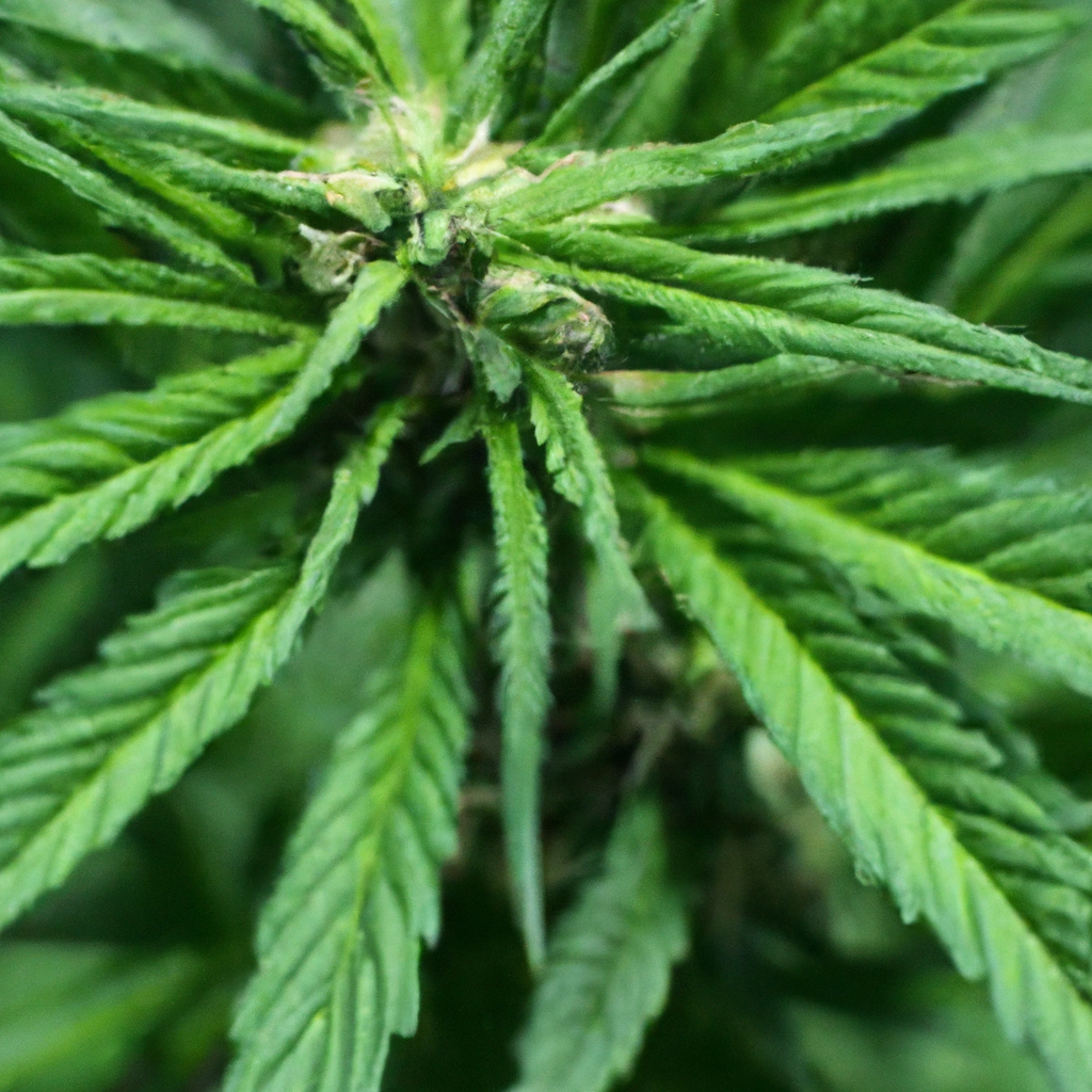 The Untold Benefits of Cannufertilization in Cannabis Cultivation