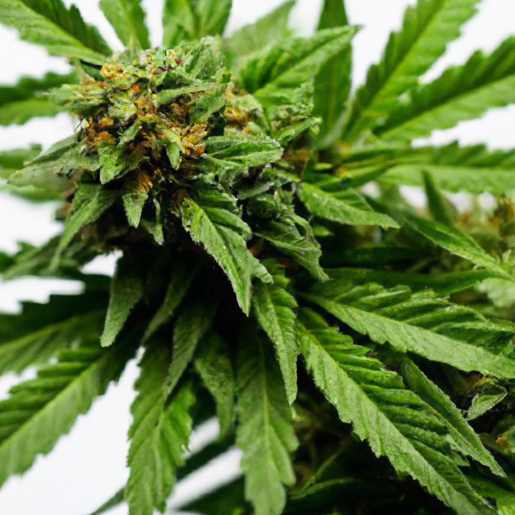 The Hidden Science of Cannabis Entourage Effect
