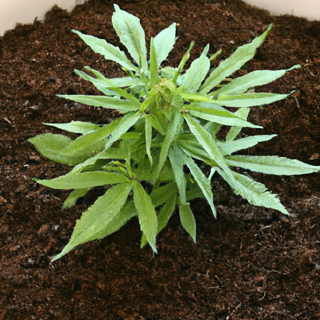 Organic Cannabis Cultivation: Sustainable Growth Techniques