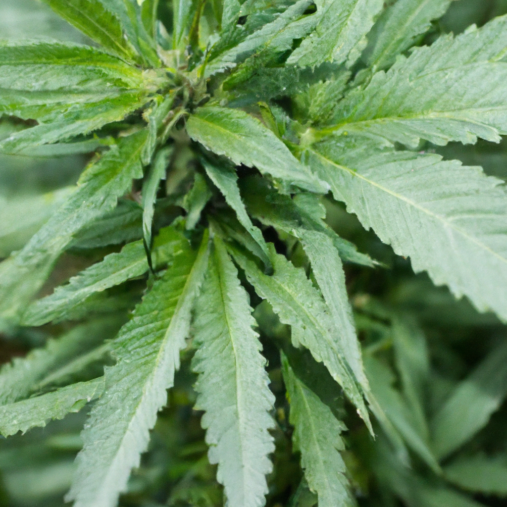 Optimizing Cannabis Cultivation: Unique Organic Solutions