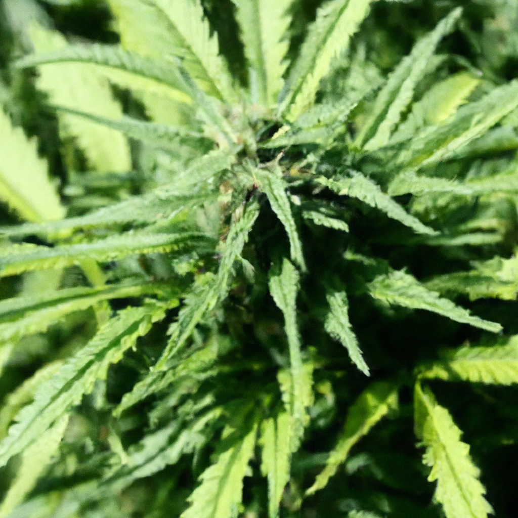 Natural Techniques for Organic Cannabis Growth