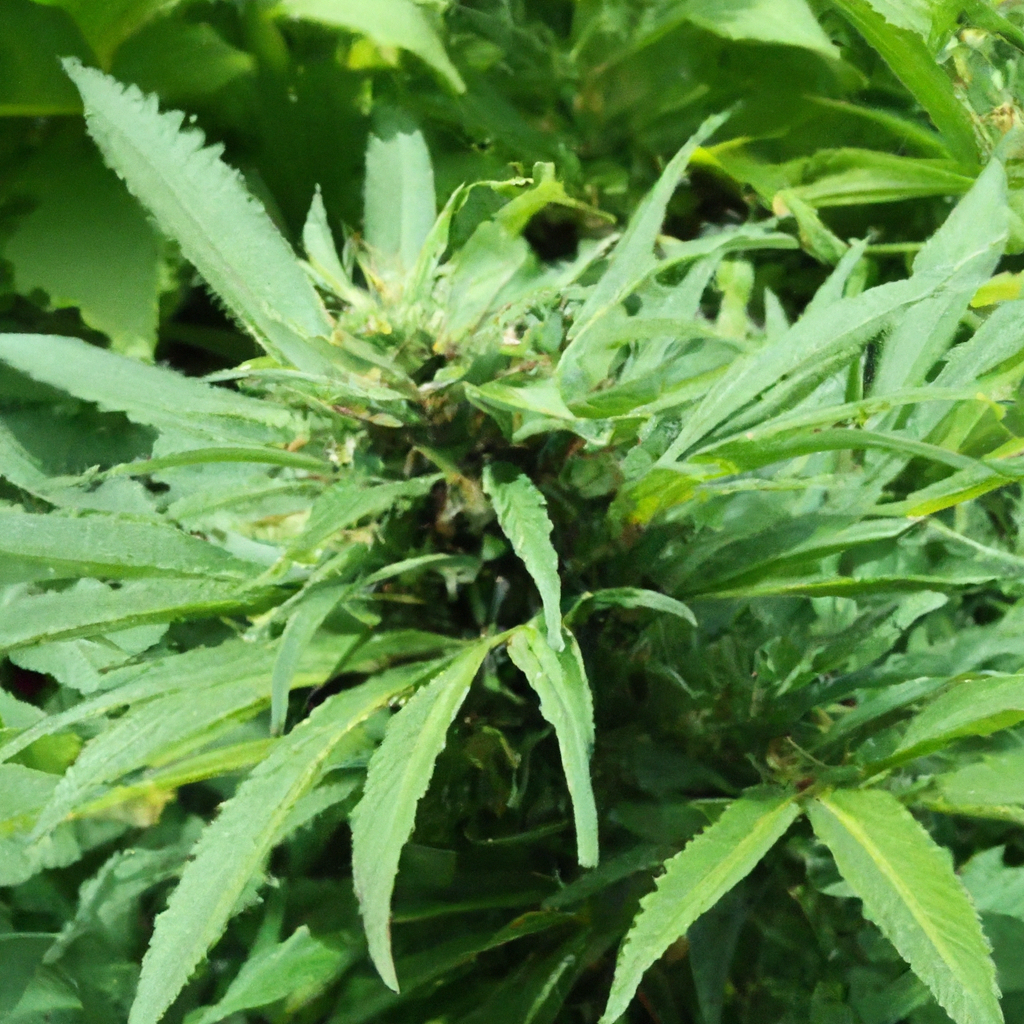 Green Harvest: Best Organic Cannabis Practices