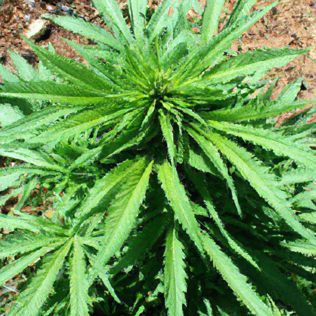 Organic Cannabis Cultivation: Cultivating with Natural Eco-Savvy Methods