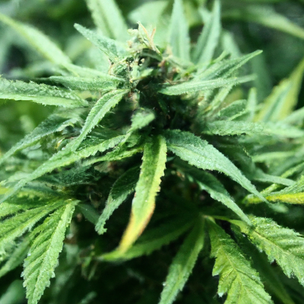 Embracing Nature: Best Practices for Organic Cannabis