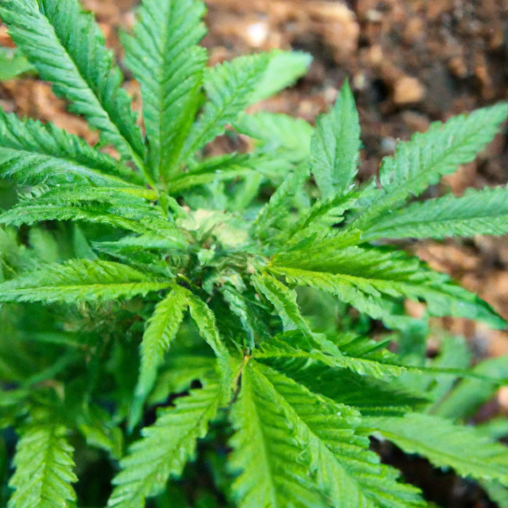 Organic Cannabis: Cultivating Green Excellence