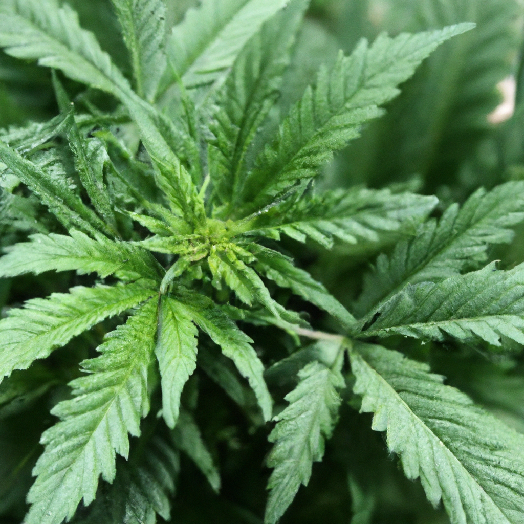 Organic Cannabis Growing: Building Sustainable Practices