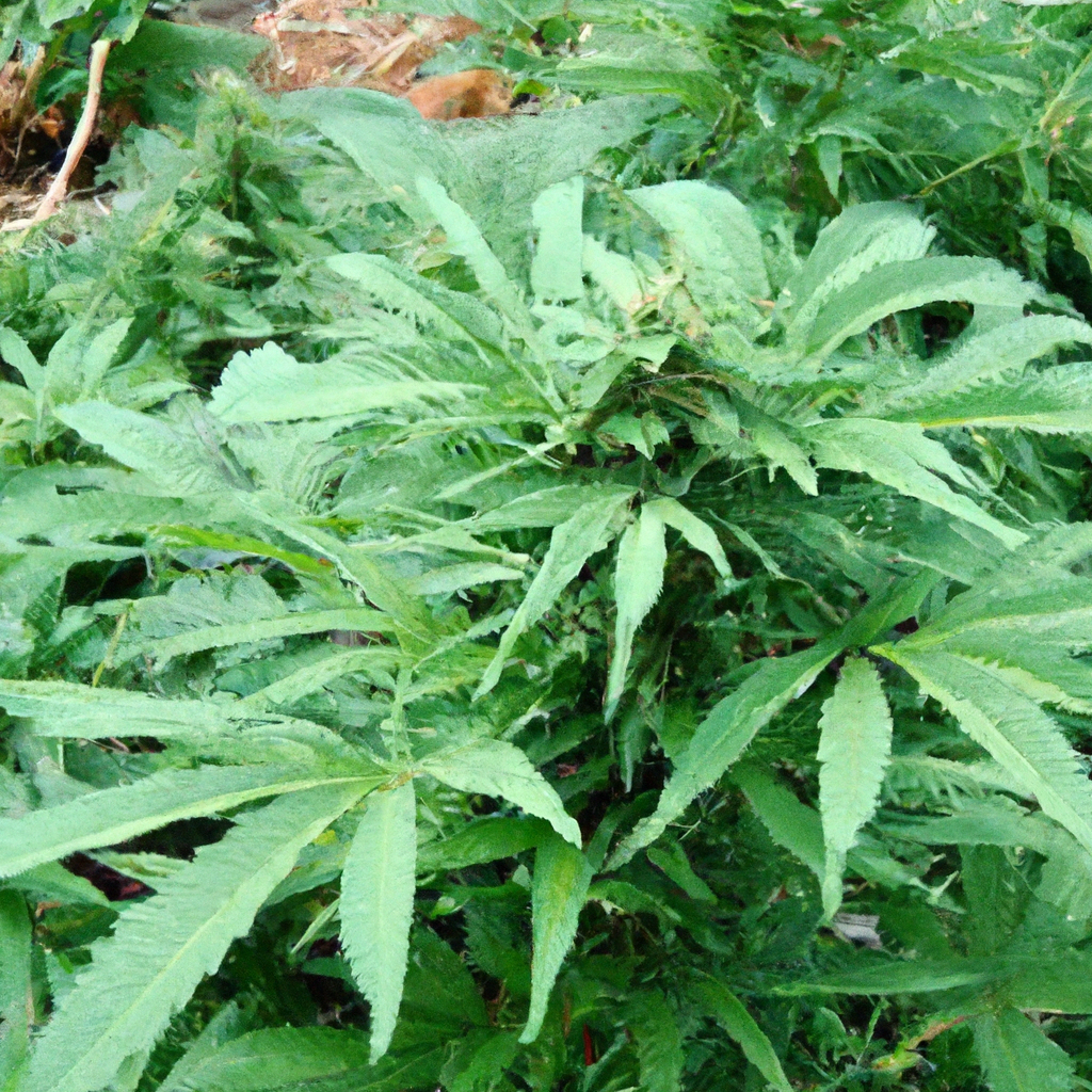 Organic Cannabis Cultivation: Key Practices