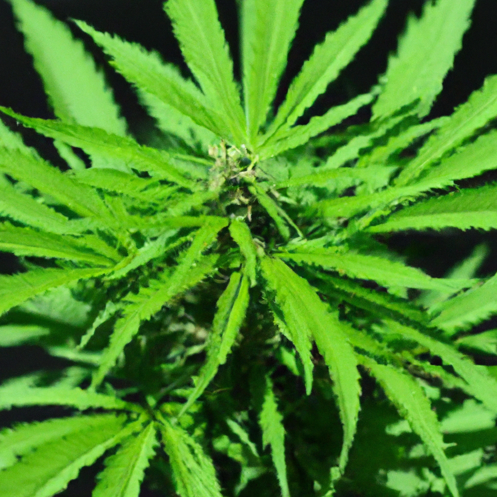 Organic Cannabis Cultivation: Natural Strategies for Success