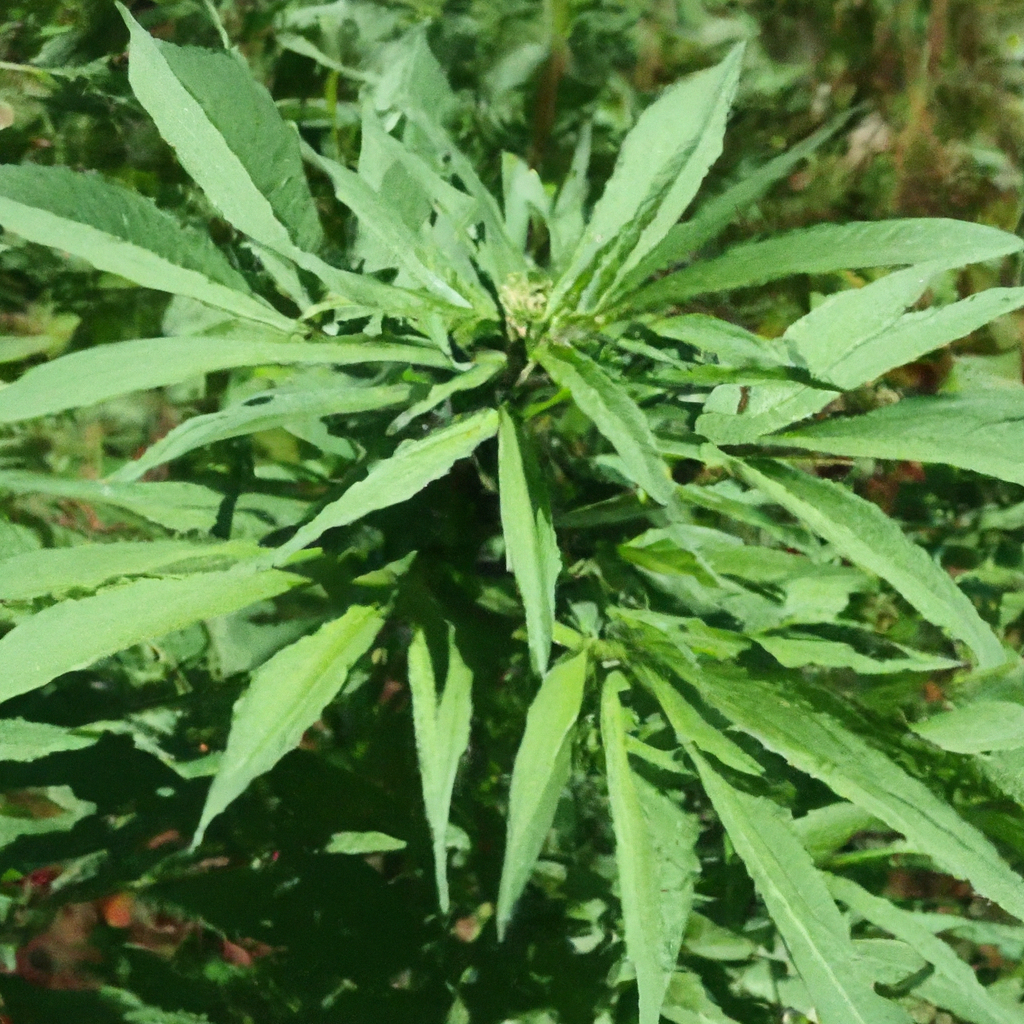 Cannabis and Soil Health: Building a Sustainable Future