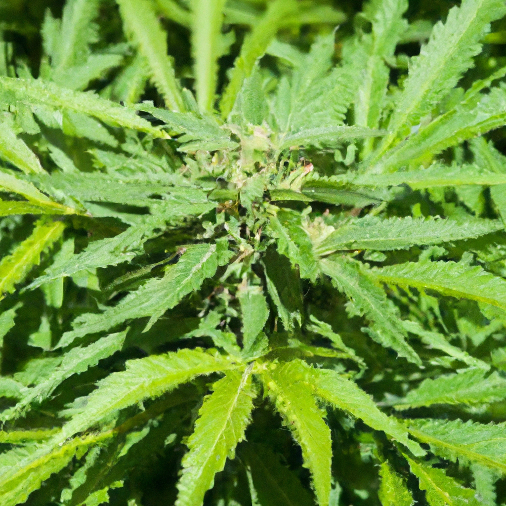Unlocking Cannabis Growth: Mastering the Art of Pest-Resistant Strains