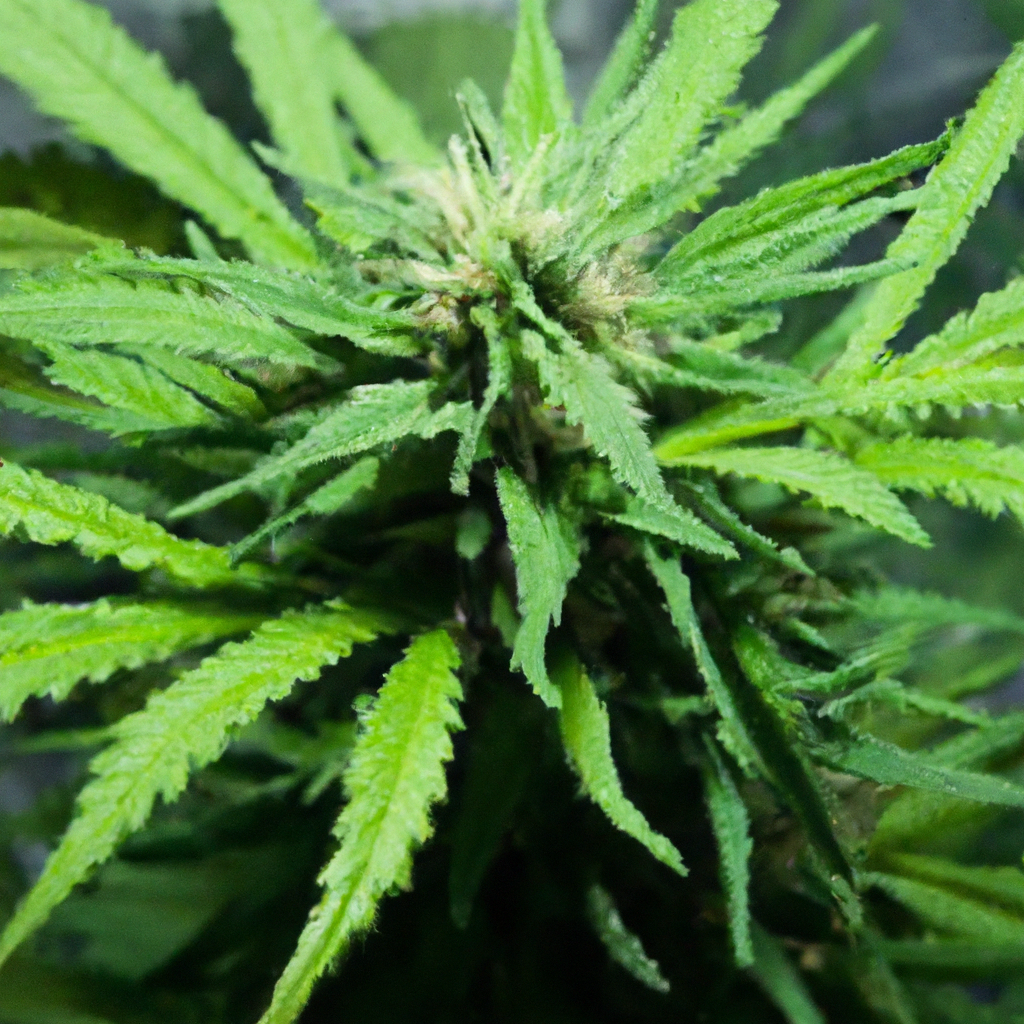Avoiding Common Cannabis Growing Mistakes